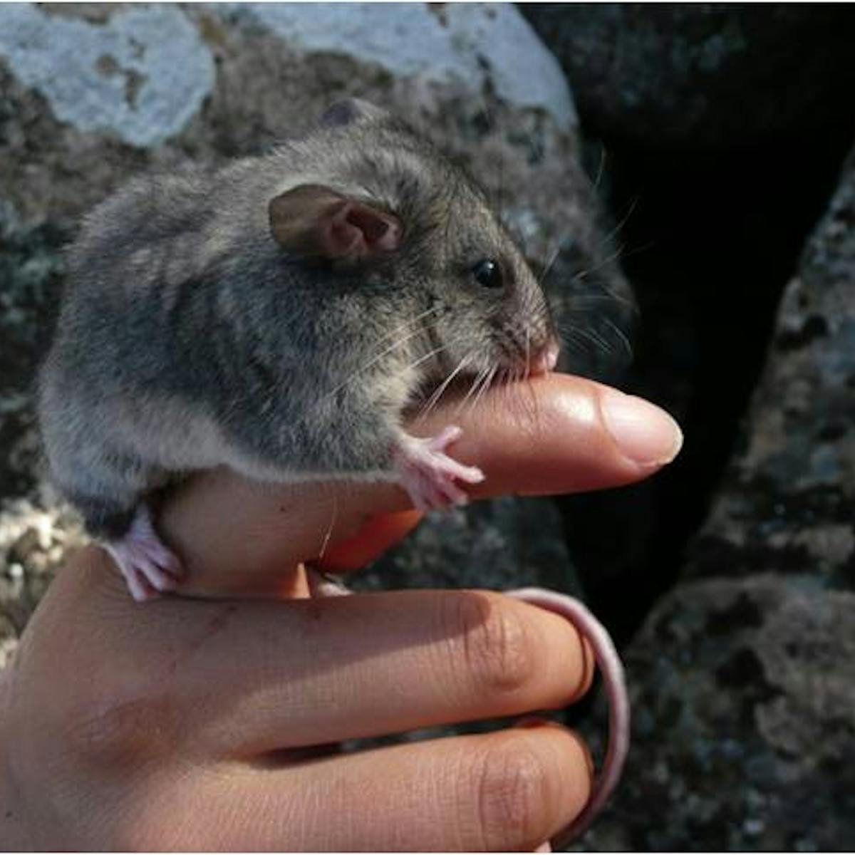 Australian Endangered Species Mountain Pygmy Possum