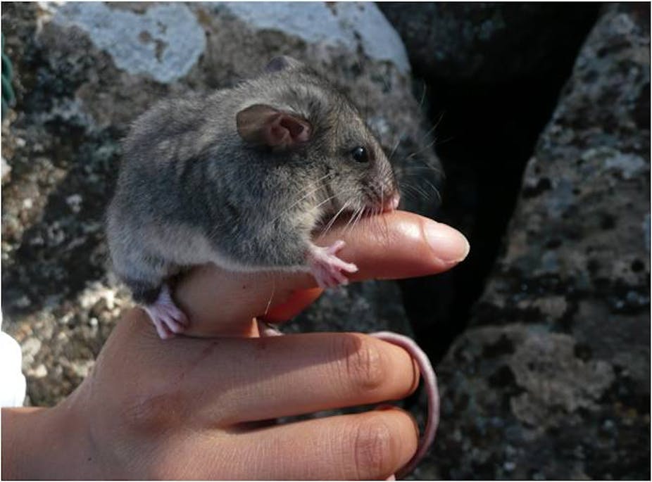 Australian endangered species Mountain Pygmypossum Australian endangered species Mountain Pygmypossum