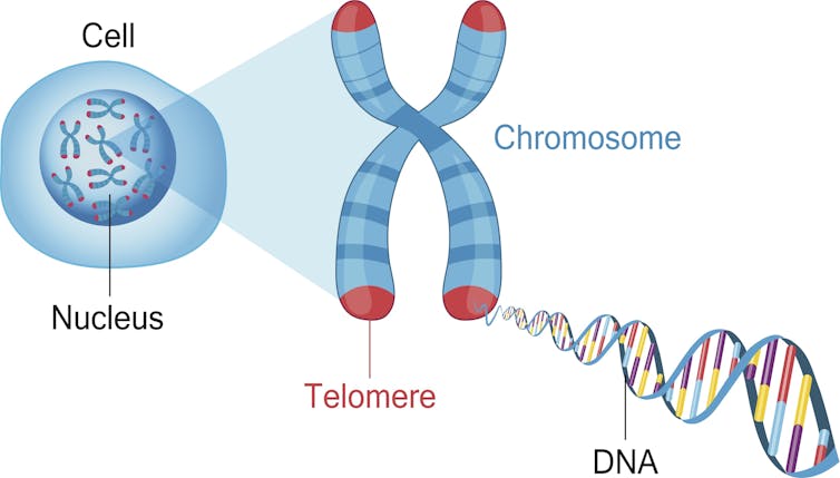 How summer and diet damage your DNA, and what you can do