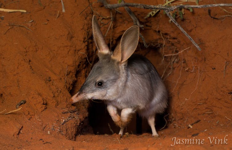killing rabbits to conserve native mammals