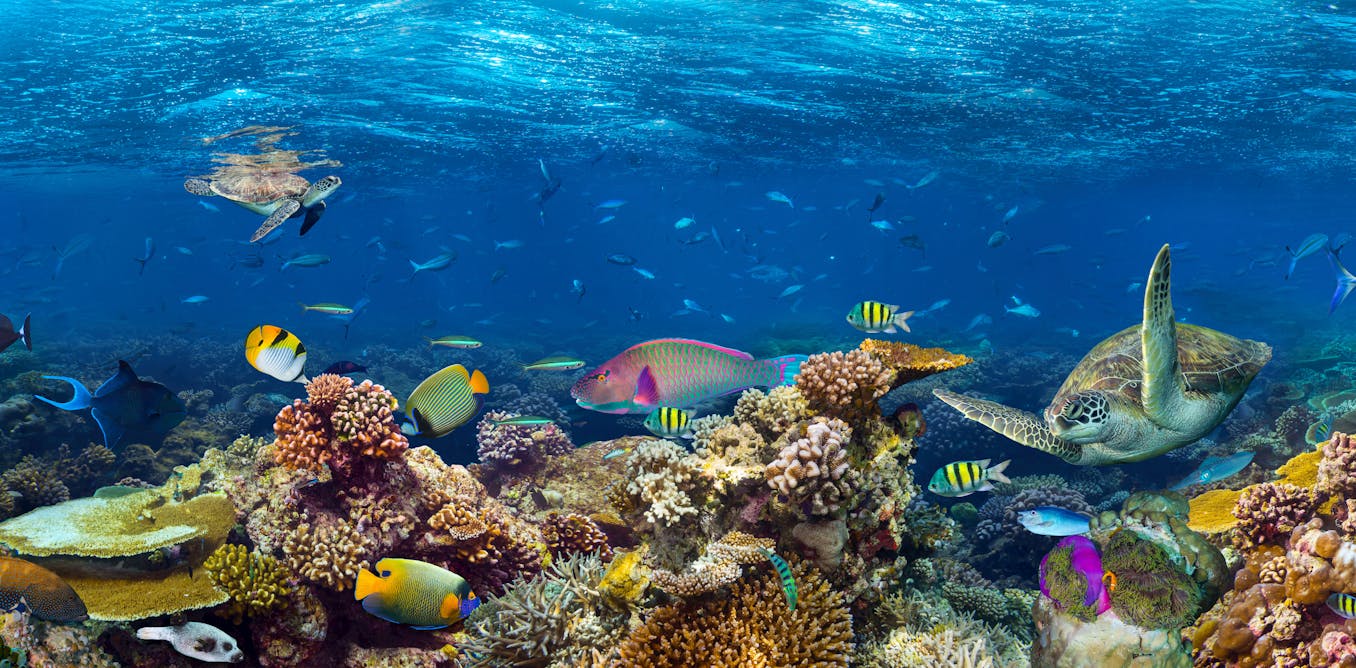 Coral reefs are at risk from rats that have invaded nearby islands