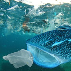 marine pollution research topics