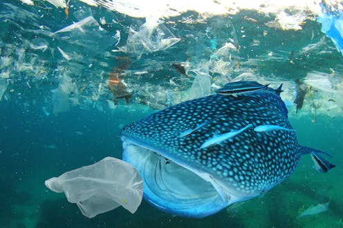 Not All Marine Fish Eat Plastics Not All Marine Fish Eat Plastics