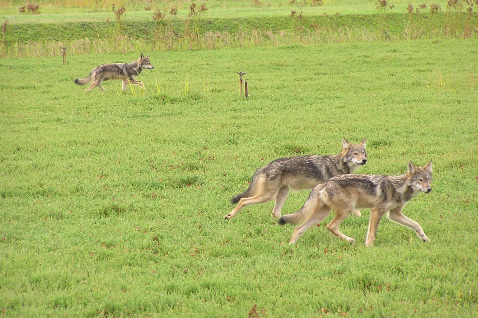 Working Wolves Scientist at work: Identifying individual gray wolves by their howls