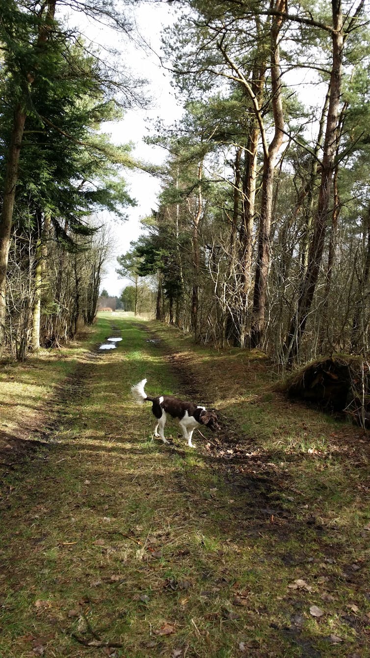 Training my dog taught me that it's people who really need training