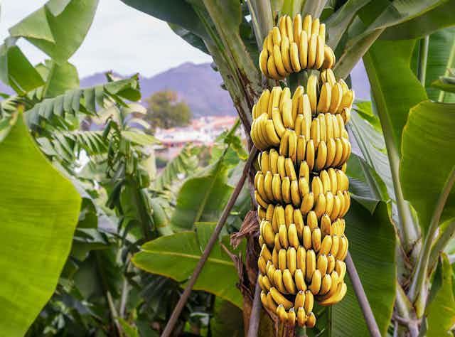 BananaSource