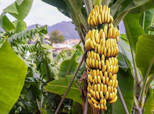 Prehistoric people  started to spread domesticated bananas 