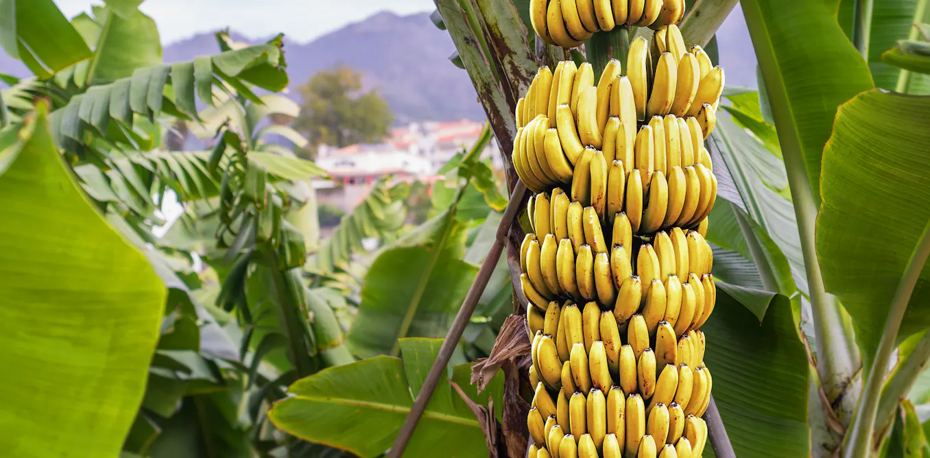 Banane Before Prehistoric people started to spread domesticated bananas across the ...