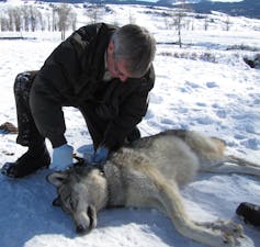 Scientist at work: Identifying individual gray wolves by their howls