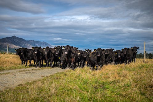 New Zealand's zero carbon bill: much ado about methane