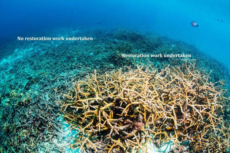 The science and art of reef restoration