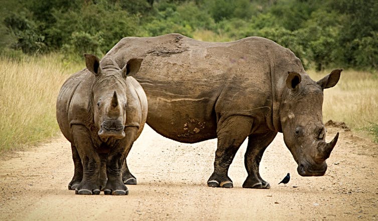 The case for introducing rhinos to Australia