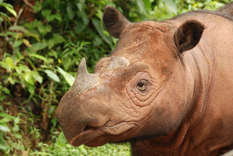 sumatran rhino