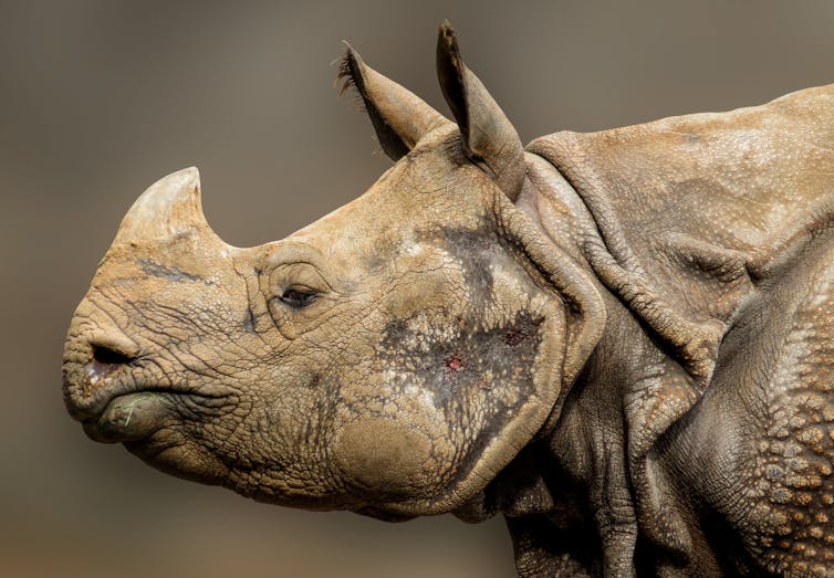 The case for introducing rhinos to Australia