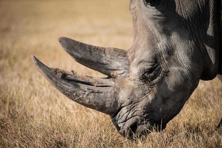 The case for introducing rhinos to Australia