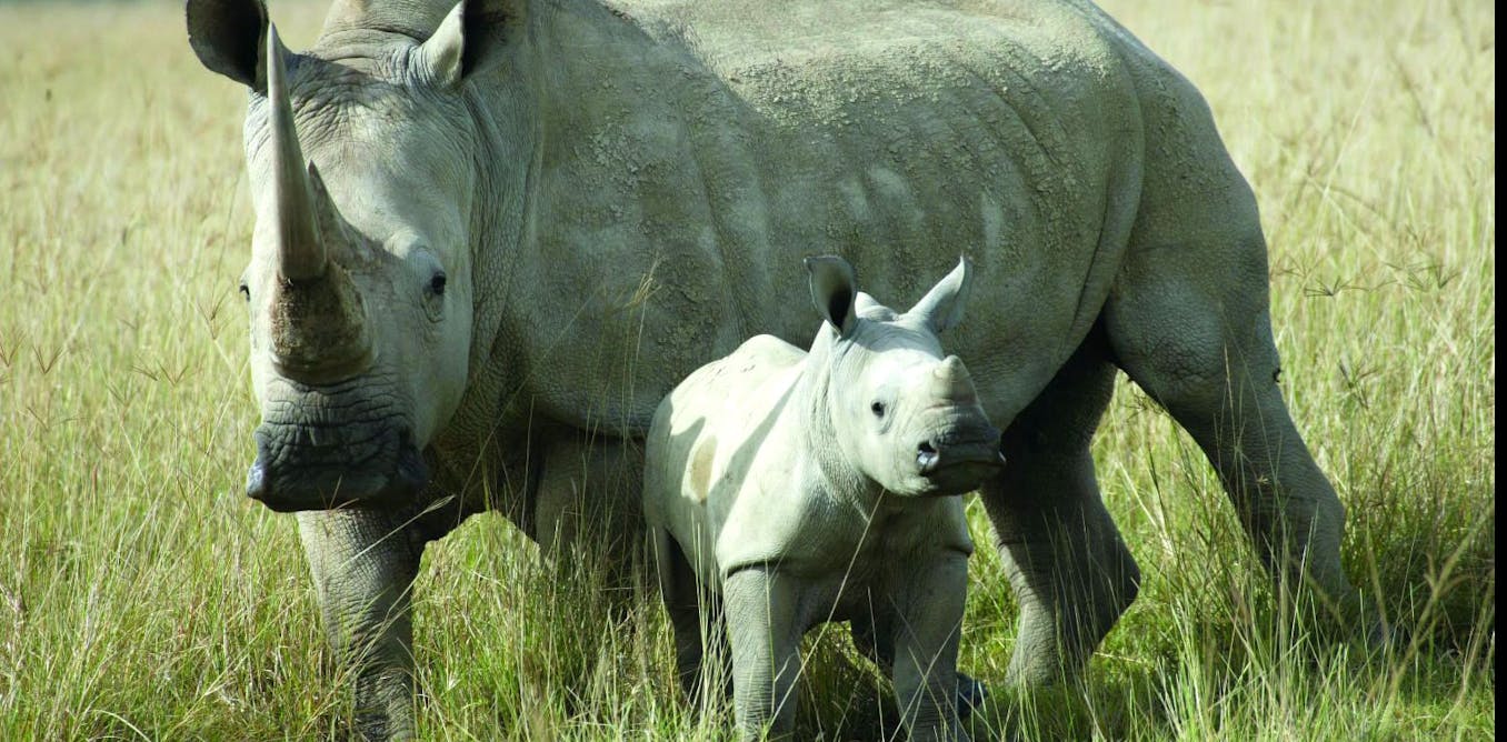 This animal is big. Белый носорог. Белые носороги в ЮАР. Детеныш носорога. Белый носорог фото.