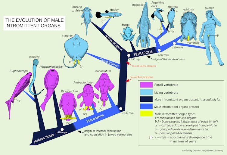 a fishy tale much more primitive than we thought