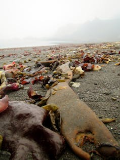 How an alien seaweed invasion spawned an Antarctic mystery