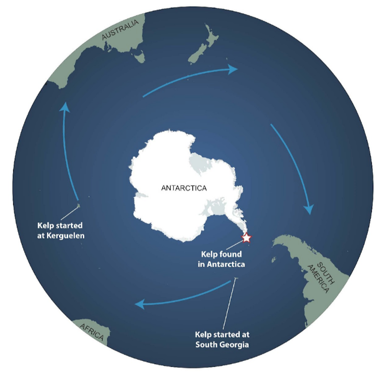 How an alien seaweed invasion spawned an Antarctic mystery