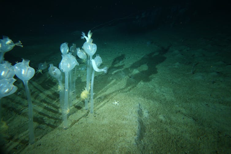 Antarctic seas host a surprising mix of lifeforms – and now we can map them