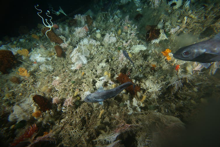 Antarctic seas host a surprising mix of lifeforms – and now we can map them