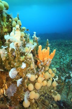 Antarctic seas host a surprising mix of lifeforms – and now we can map them