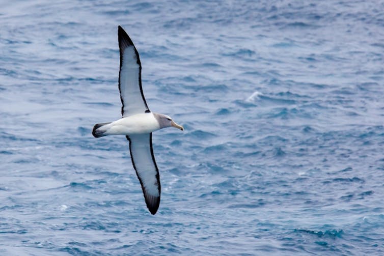 Plastic poses biggest threat to seabirds in New Zealand waters, where more breed than elsewhere