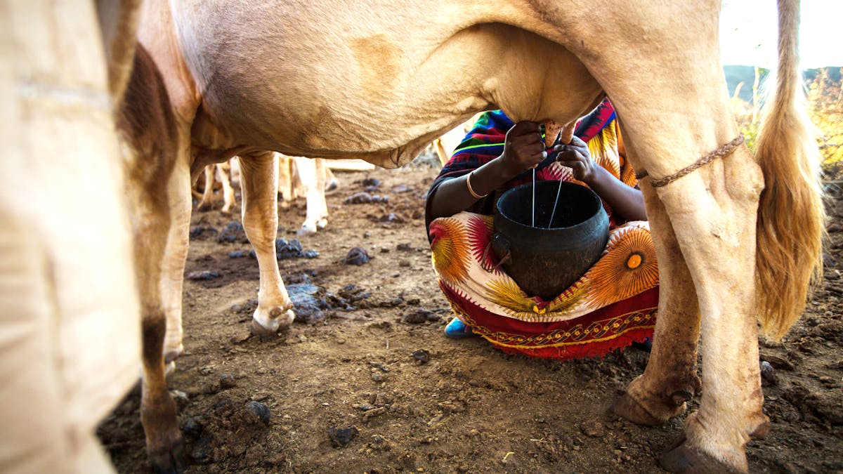 Why Ethiopia's dairy industry can't meet growing demand for milk