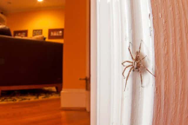 Si Encuentra Una Arana En Casa Sea Amable Con Ella Si Encuentra Una Arana En Casa Sea Amable Con Ella