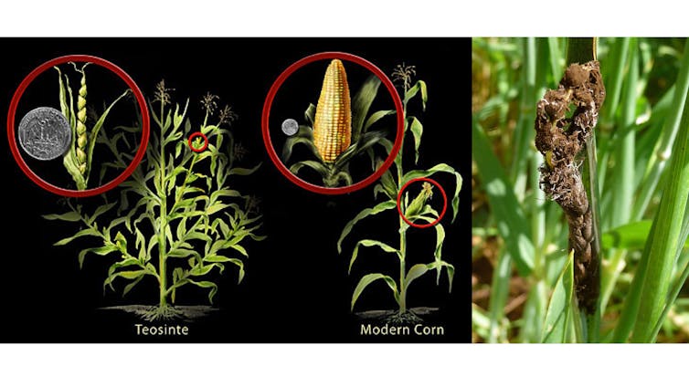 Pathogens attack plants like hackers, so my lab thinks about crop protection like cybersecurity