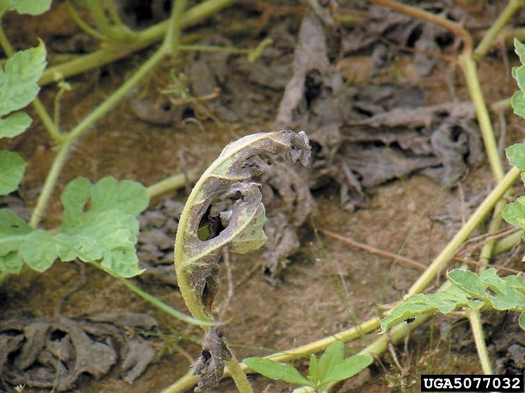 Pathogens attack plants like hackers, so my lab thinks about crop protection like cybersecurity