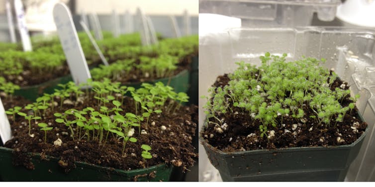 Pathogens attack plants like hackers, so my lab thinks about crop protection like cybersecurity