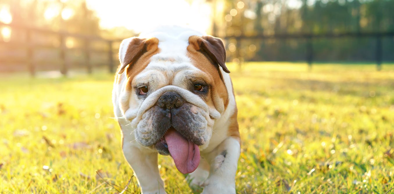 Dogs don’t just die in hot cars here’s how to stop them overheating