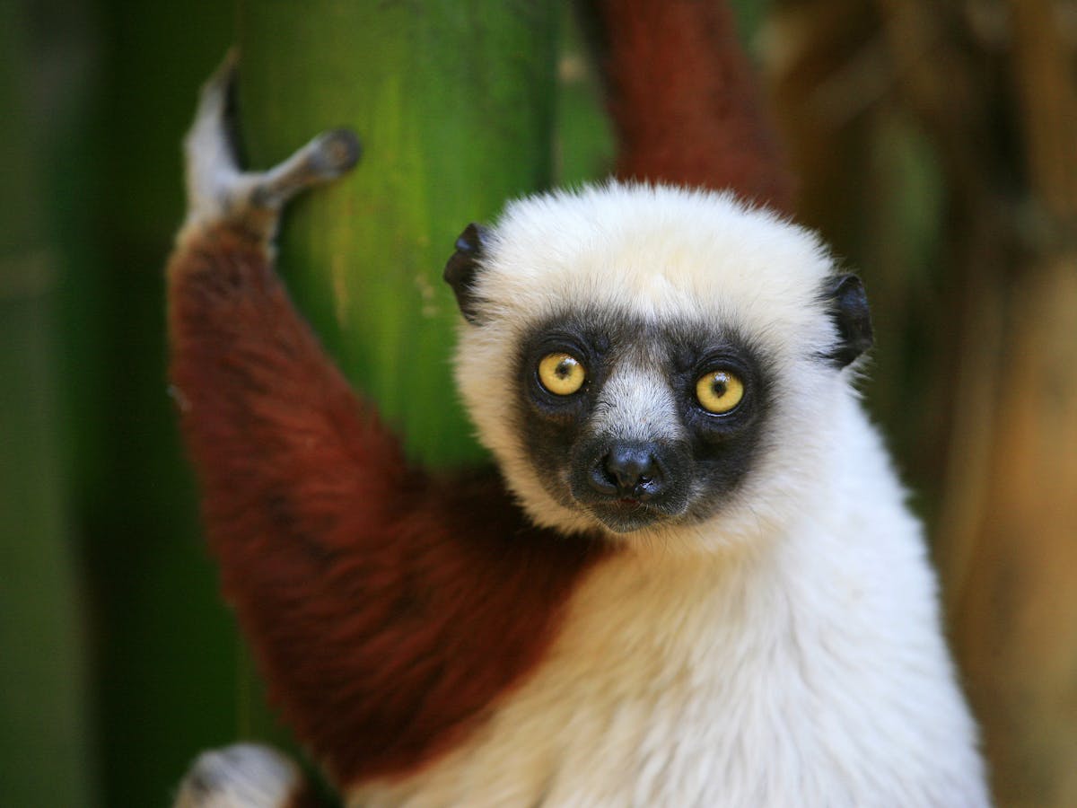 The endangered species list: counting lemurs in Madagascar