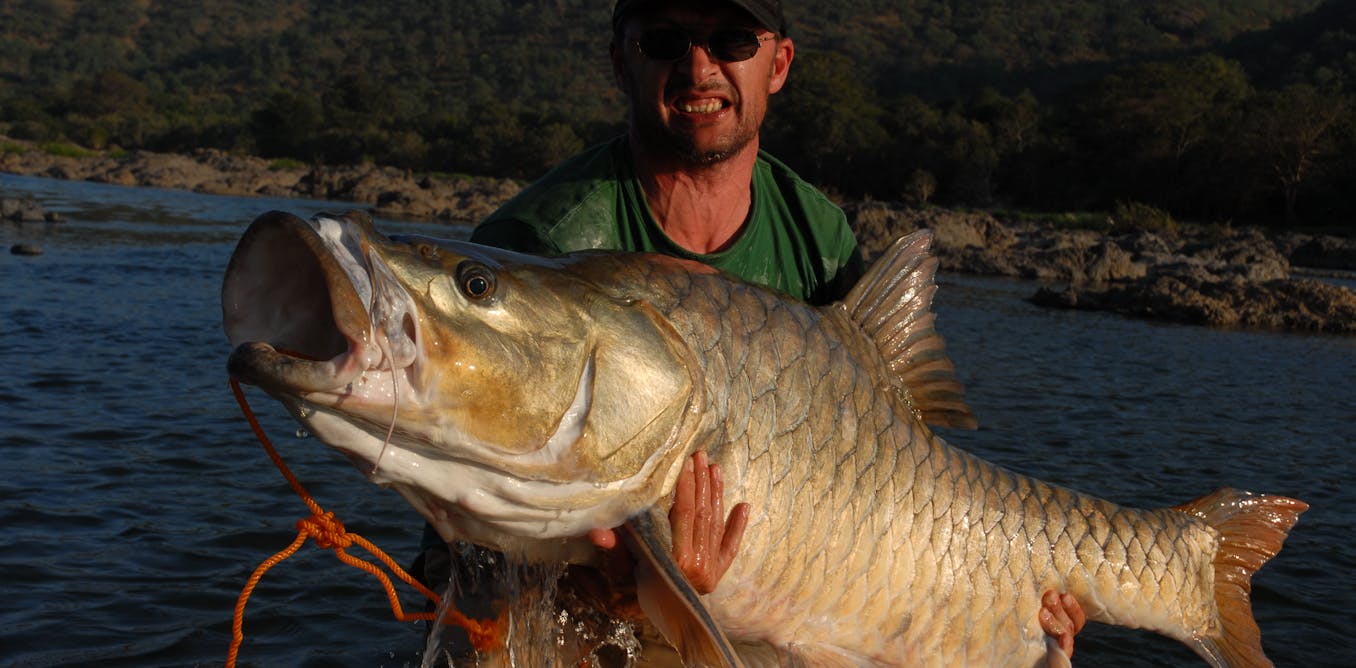 Can a scientific name save one of Earth’s most iconic freshwater fish ...