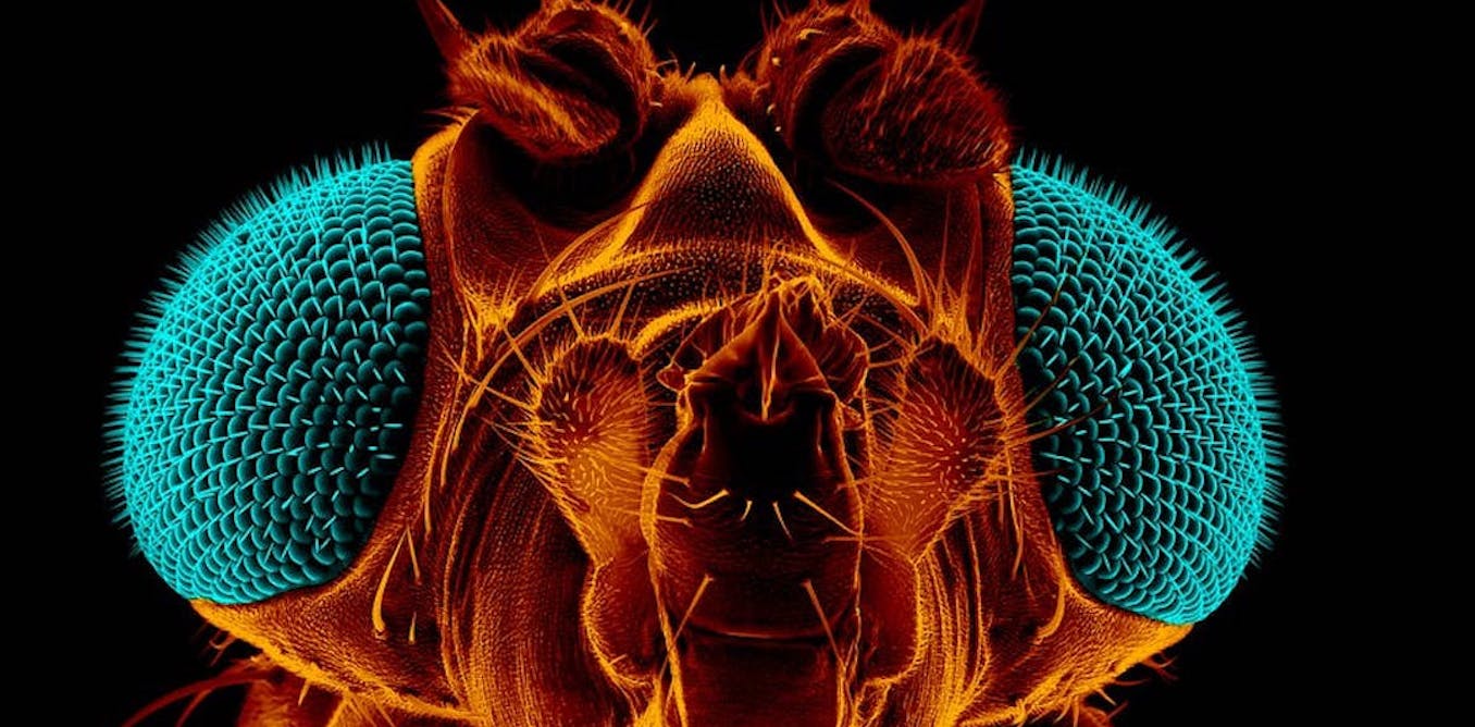 Comment tuer les mouches Comment tuer les mouches