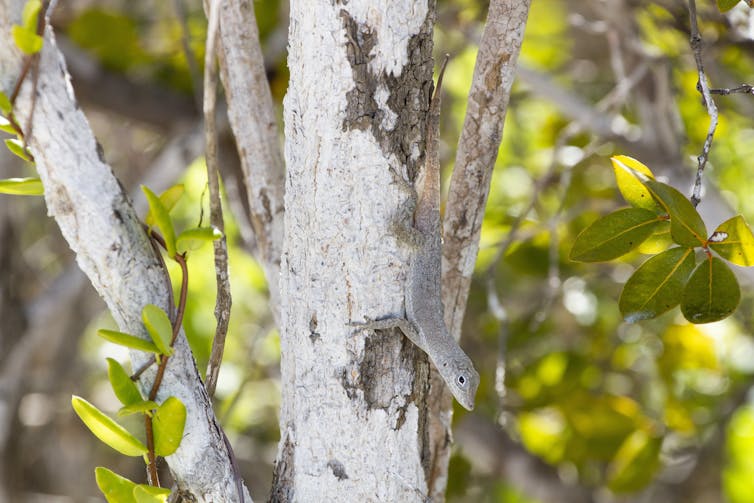 Natural selection in action: Hurricanes Irma and Maria affected island lizards