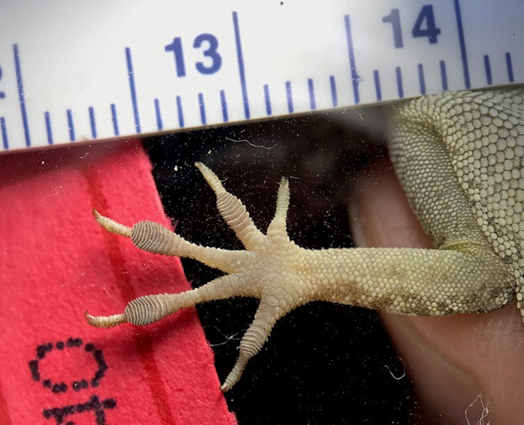 Natural selection in action: Hurricanes Irma and Maria affected island lizards