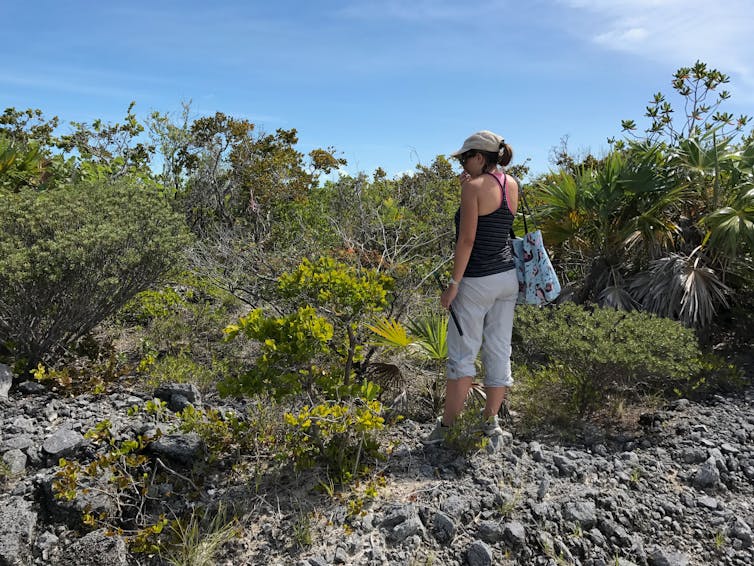 Natural selection in action: Hurricanes Irma and Maria affected island lizards