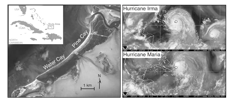 Natural selection in action: Hurricanes Irma and Maria affected island lizards