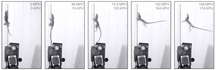 Natural selection in action: Hurricanes Irma and Maria affected island lizards