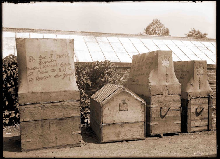How the Wardian case revolutionised the plant trade – and Australian gardens