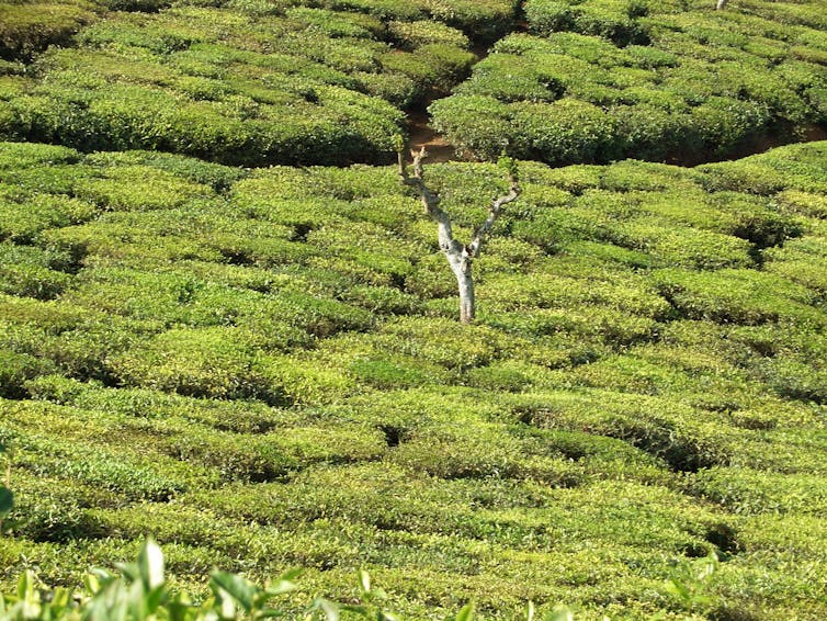 How the Wardian case revolutionised the plant trade – and Australian gardens