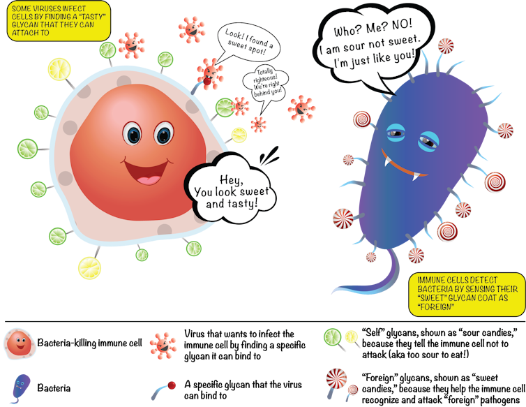 Cracking the sugar code: Why the 'glycome' is the next big thing in health and medicine