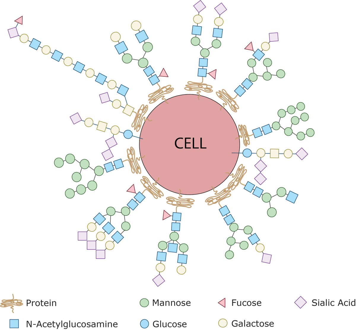 Cracking the sugar code: Why the ‘glycome’ is the next big thing in ...