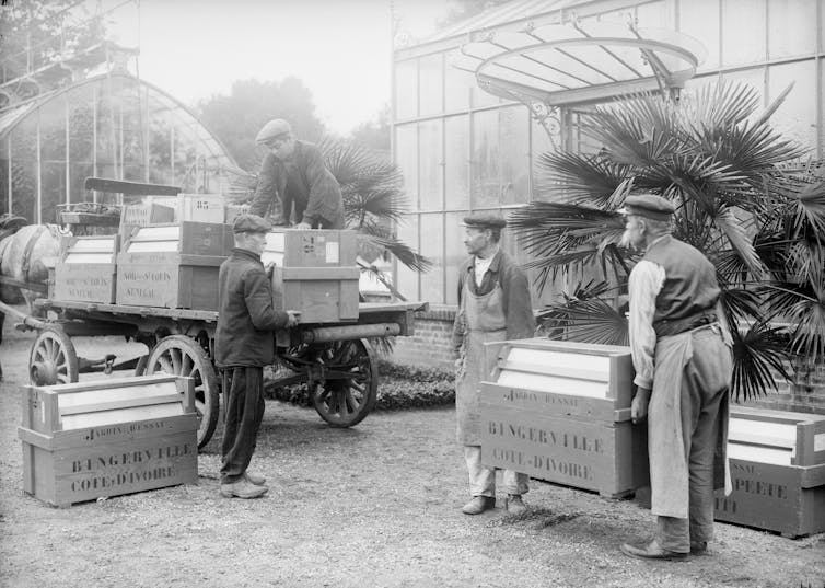 How the Wardian case revolutionised the plant trade – and Australian gardens
