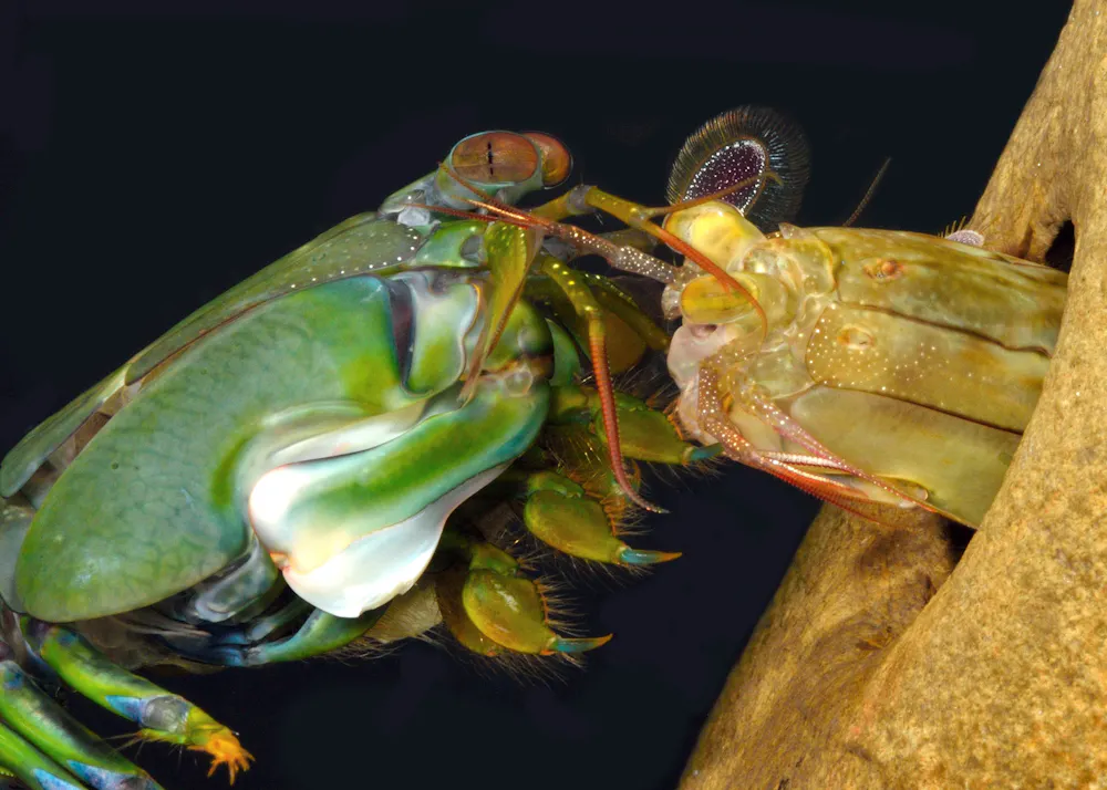 Shrimp Predators A cooler ocean predator than sharks? Consider the mantis shrimps