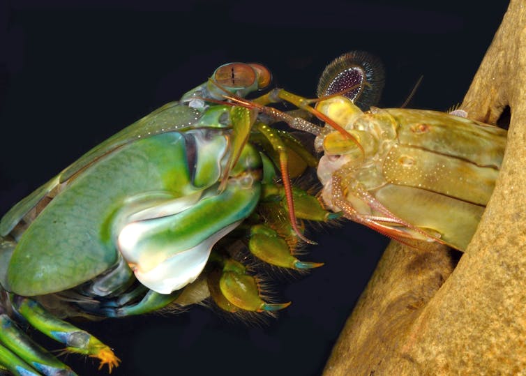 A cooler ocean predator than sharks? Consider the mantis shrimps