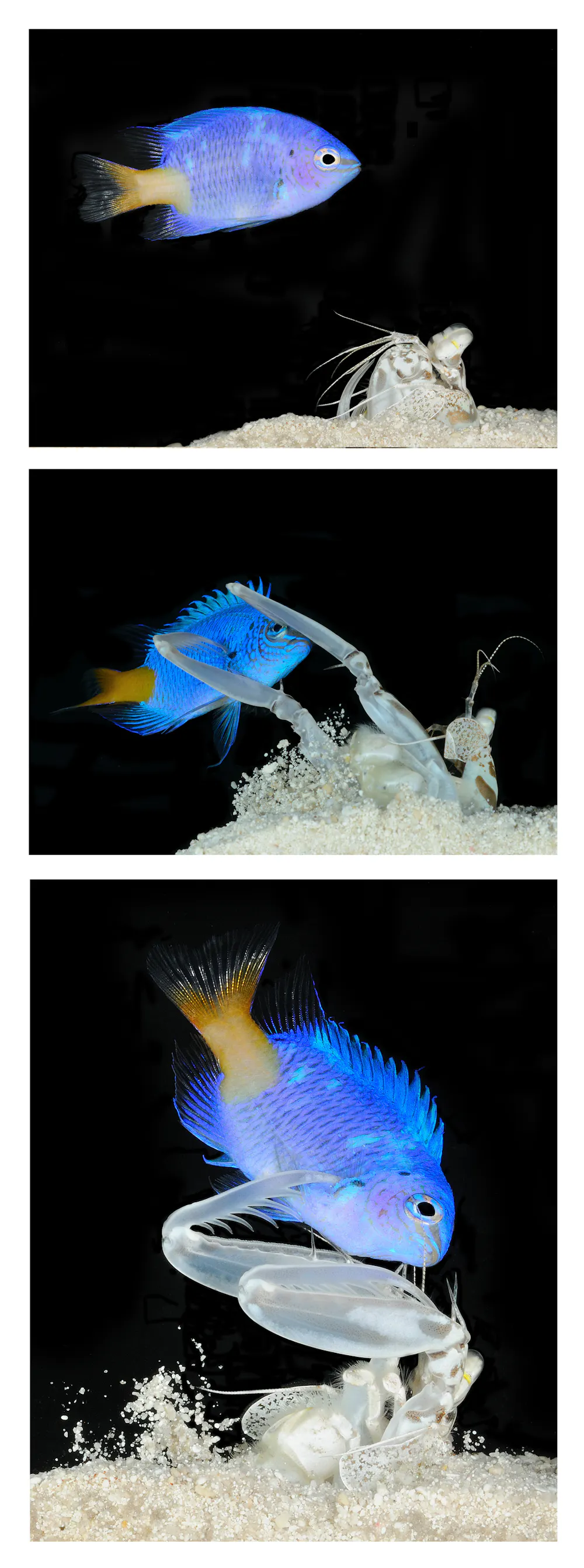Shrimp Predators A cooler ocean predator than sharks? Consider the mantis shrimps