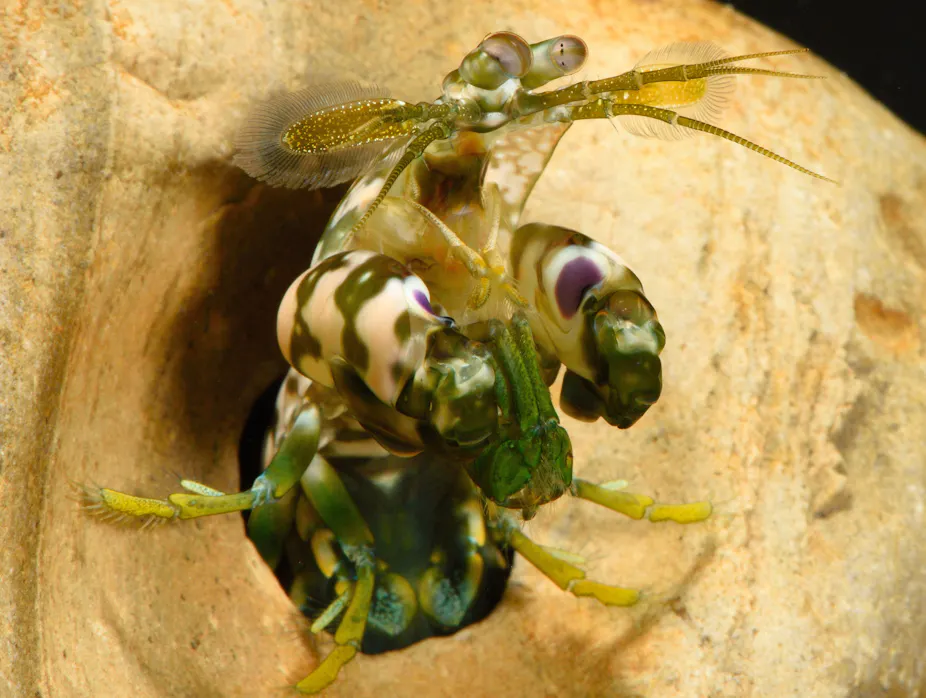 Shrimp Predators A cooler ocean predator than sharks? Consider the mantis shrimps